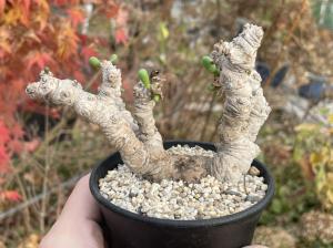 Pelargonium mirabile ペラルゴニウム ミラビレ 挿木 発根済み 3 原