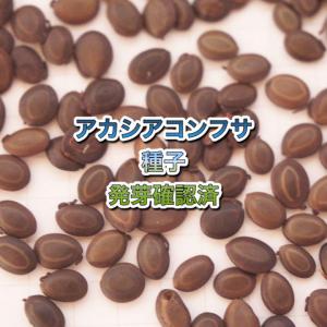 アカシアコンフサ在庫限り 販売履歴[1]