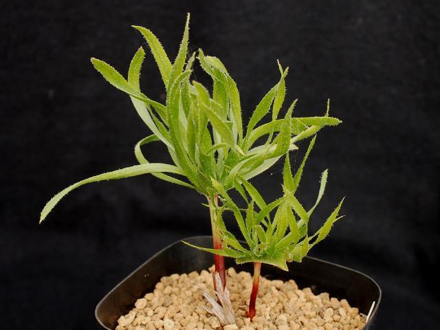 販売特注ｖ☆１２１１　ハオルチア　Haworthia picta　モンスト　深海の女王（２０１２YT－９）実生オリジナル繁殖苗 サボテン