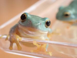 ペット、生き物│両生類│カエル│ 検索結果[6]