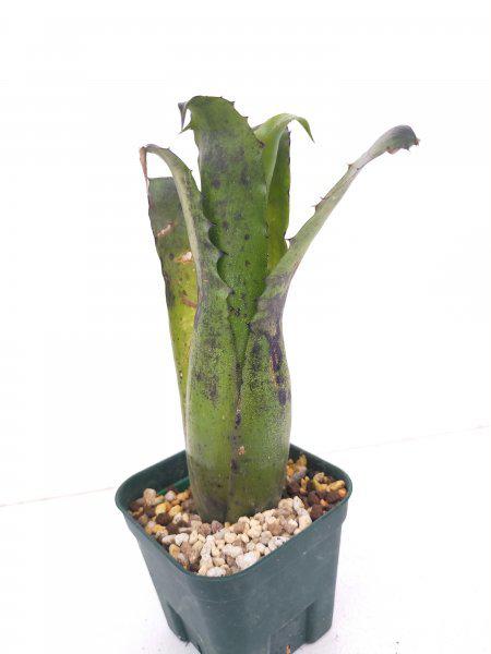 invernaderodebromelias 販売履歴[3]