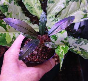 Bucephalandra sp.Deep purple【AZ1011-XX】