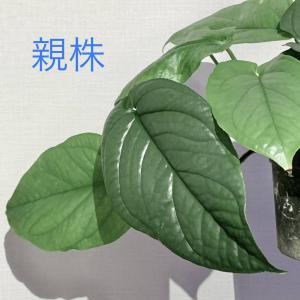 plantzplant 販売履歴[1]