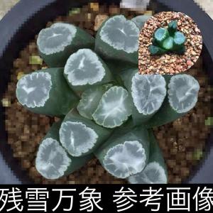 ○待望の再入荷｜ 多肉植物 観賞植物:即納最大半額 -khubenker.co.za
