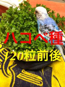 ハコベ種 1粒前後 セキセイインコ インコ 文鳥