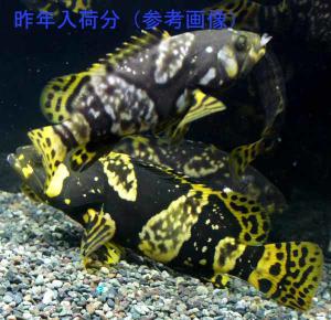 驚愕の巨大怪魚□ジャイアントグルーパー□淡水順応型190718-4