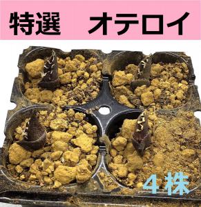 特別選抜株] 該当するアイテムの一覧 - オークション相場を簡単検索 ケーパーズ