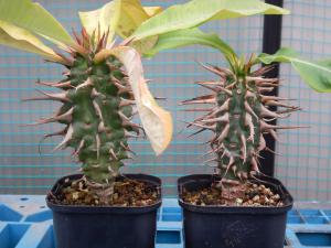 euphorbia2013 販売履歴[2]