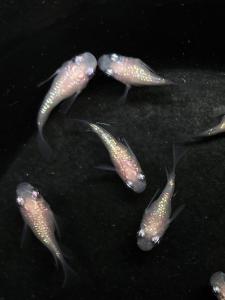 ペット、生き物│魚類、水生生物│川魚│めだか││ 検索結果[17]