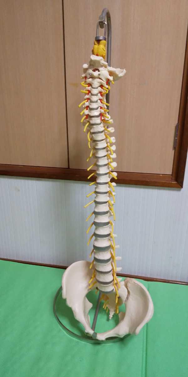 ドイツ ソムソ社 somso 脊髄 骨盤 模型人体模型 骨格模型 接骨院 骨格 ...