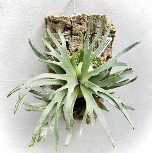 vandaka_plants 販売履歴[1]