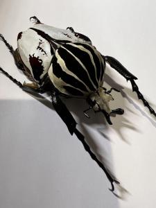 カメルーン大きさまずまず仮展脚ゴライアスオオツノハナムグリ　約93mm昆虫用品