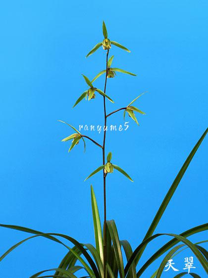 ☆寒蘭「天鷲」命名株・紀州寒蘭の代表名花、濃い紅花の巨大輪花☆春蘭 - 鉢植え