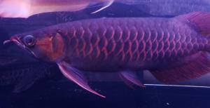 arowana20211202 販売履歴[2]