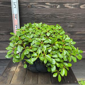 ドウダンツツジ・自然樹形【現品】管理722 【植木・苗木・庭木・家庭菜園】 - 植物/観葉植物