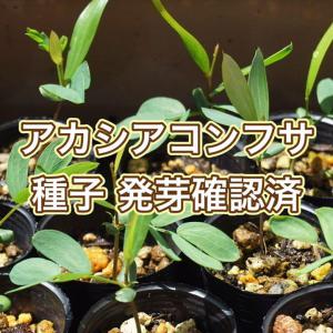 アカシアコンフサ在庫限り 販売履歴[1]