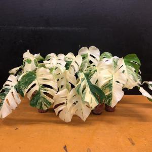 超希少 斑入りモンステラ ホワイトタイガー Monstera sp. White Tiger カット苗 鉢上げ3.5号鉢10株