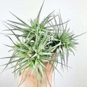 Tillandsia Fuchsii V Fuchsii チランジア フックシー フックシー エアープランツep 第四種送料無料 税別1円