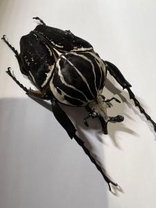 カメルーン産仮展脚ゴライアスオオツノハナムグリ約86mm 胸部修理エリトラグレー昆虫用品