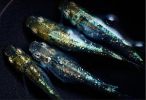 ペット、生き物│魚類、水生生物│川魚│ 検索結果[12]