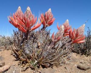 Aloe longistyla アロエ ロンギスティラ 百鬼夜行 種子 10粒