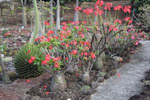 Pachypodium baronii var. windsorii パキポディウム ウィンゾリー 種子 10粒 2019年3月入荷