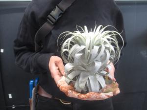 ＫＮ １円！ ティランジア チャペウエンシス チュリフォルミス（TILLANDSIA CHAPEUENSIS var. TURRIFORMIS）  0.8Ｍ以下