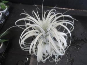 ＫＮ １円！ ティランジア チャペウエンシス チュリフォルミス（TILLANDSIA CHAPEUENSIS var. TURRIFORMIS）  0.8Ｍ以下