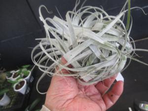 ＫＮ １円！ ティランジア チャペウエンシス チュリフォルミス（TILLANDSIA CHAPEUENSIS var. TURRIFORMIS）  0.8Ｍ以下