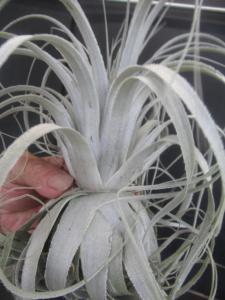 ＫＮ １円！ ティランジア チャペウエンシス チュリフォルミス（TILLANDSIA CHAPEUENSIS var. TURRIFORMIS）  0.8Ｍ以下