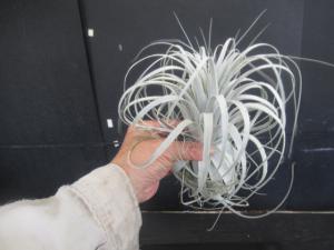 ＫＮ １円！ ティランジア チャペウエンシス チュリフォルミス（TILLANDSIA CHAPEUENSIS var. TURRIFORMIS）  0.8Ｍ以下