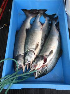 食紅 蛍光ピンク ケイムラ カラフトマス アキアジ サケ サーモンの釣り餌 エビ イカなどの着色に 2え