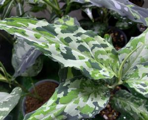 AZ便アグラオネマピクタム ファントム Aglaonema pictum Phantom WS - 観葉植物