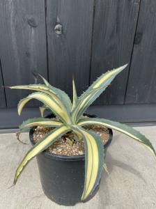 Agave Salmiana Ferox Mediopicta アガベ サルミアナ フェロックス メディオピクタ 子株付き さがの植物店