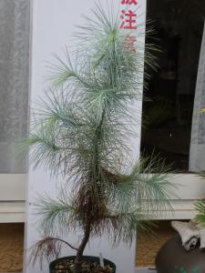 Pinus maximartinezii マルチネスピニョンマツ メキシコ 青い葉の松 苗