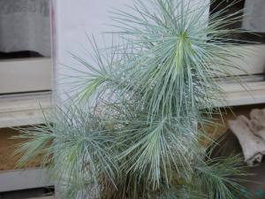 Pinus maximartinezii マルチネスピニョンマツ メキシコ 青い葉の松 苗