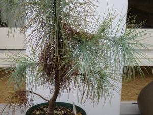 Pinus maximartinezii マルチネス ピニョン 松 さがの植物店-