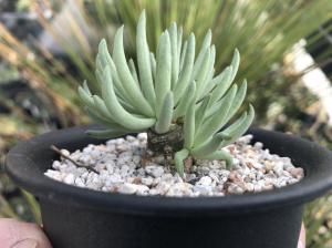 Tylecodon pearsonii チレコドン ペアルソニー 実生 多肉植物 サボテン コーデックス 塊根 観葉