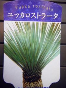 耐寒性ユッカ ロストラータ 苗木 4 5号 リゾート庭木 品番s15 送料ｓ