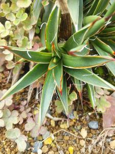 アガベ 滝の白糸錦 子株 agave leopoldii variegata 参考親株画像あり