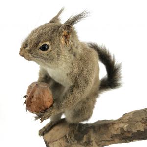 希少 鳥貞 エゾリス 剥製 標本 クルミ持ち 蝦夷 栗鼠 りす 自然 動物