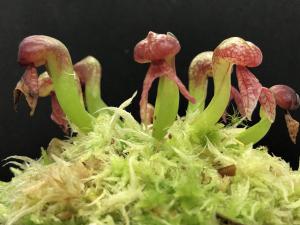 ダーリングトニア・カリフォルニカ・Darlingtonia californica・食虫植物・観葉植物・山野草・パルダリウム