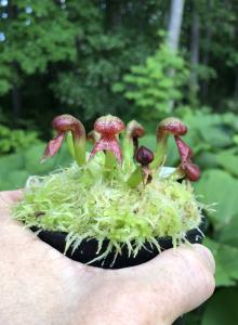 ダーリングトニア・カリフォルニカ・Darlingtonia californica・食虫植物・観葉植物・山野草・パルダリウム