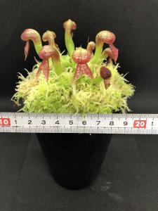 ダーリングトニア・カリフォルニカ・Darlingtonia californica・食虫植物・観葉植物・山野草・パルダリウム