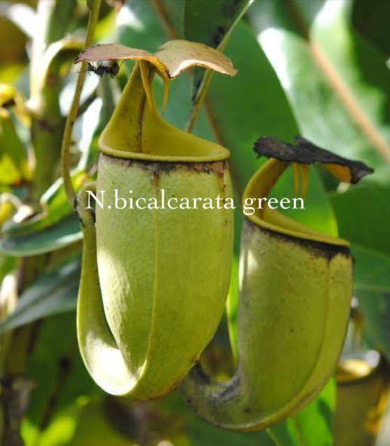 △△△△△Nepenthes gracilis ”variegata” ウツボカズラ（斑入り）ネペンテス属 食虫植物 - 観葉植物