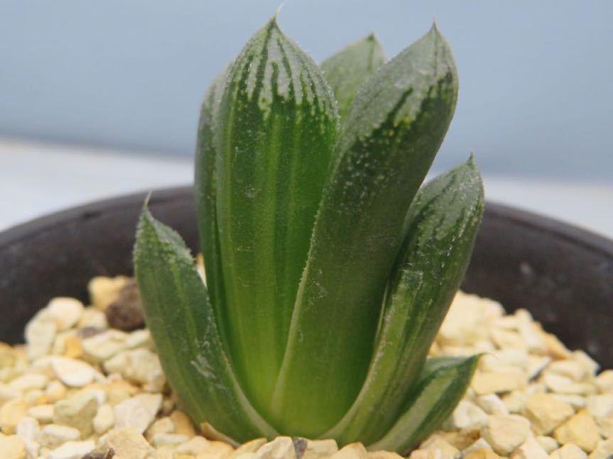 66 エキノフォスロカクタス 縮玉錦 極上斑 サボテン 多肉植物 - 観葉植物