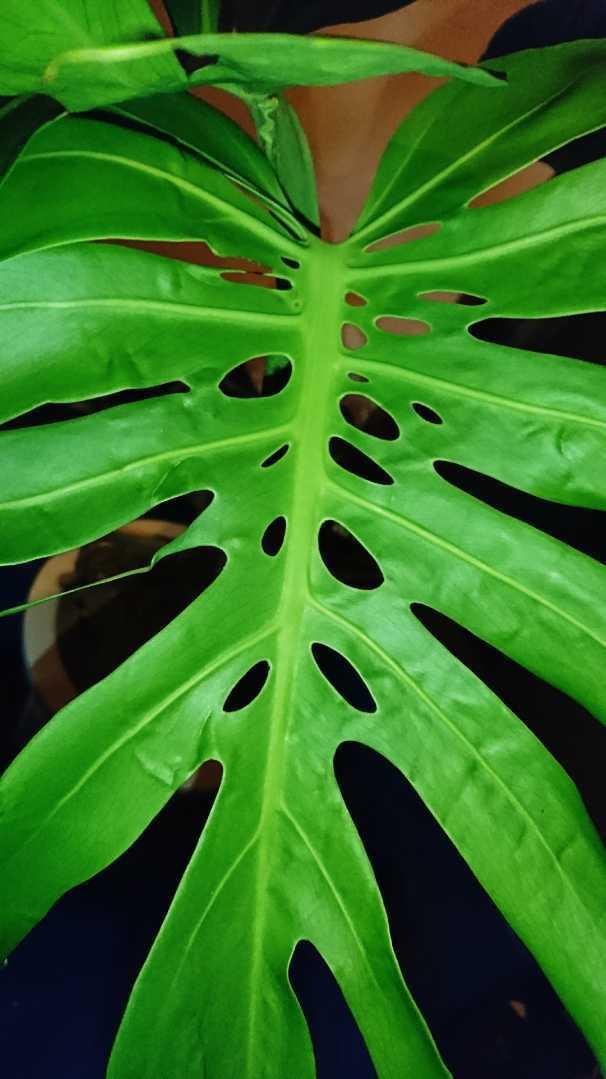 モンステラ デリシオーサ マクロコズム - 植物/観葉植物