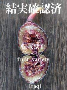 fruit_variety 販売履歴[1]