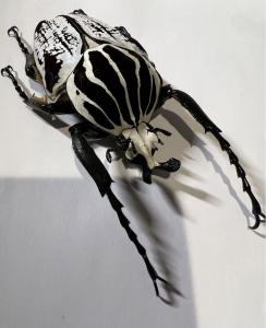 カメルーン産仮展脚ゴライアスオオツノハナムグリ約86mm 胸部修理エリトラグレー昆虫用品