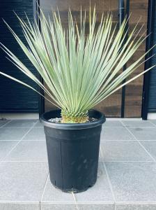 希少種】ユッカ リネアリス/Yucca linaris | gulatilaw.com